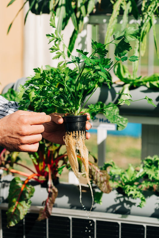 Teen Innovator Tackles Agriculture Challenges with Hydroponics - Healthy Hydro